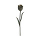Dark Bronze Tulip Flower Dark Bronze Tulip Flower