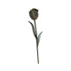 Dark Bronze Tulip Flower