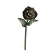 Dark Bronze Tulip Flower Dark Bronze Tulip Flower