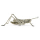 White Brass Grasshopper White Brass Grasshopper
