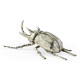 White Brass Five–Horned Rhinoceros Beetle White Brass Five–Horned Rhinoceros Beetle